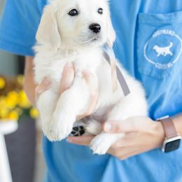 Golden Retriever Puppies from Southland Goldens