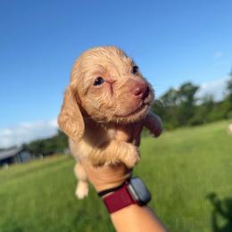 MWM3 cream or red - Cream male Dachshund puppy in Carthage, Texas from Rafter C Ranch Doxies