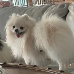 Lambeau - Cream male Pomeranian puppy in Interlachen, Florida from DK DARLINGS