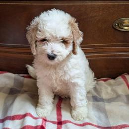 Carter - Cream male Goldendoodle puppy in Portage, Michigan from Country Lane Goldendoodles