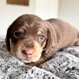 DOLLY - Chocolate and cream female Dachshund puppy in Fort Worth, Texas from Chadwick Farms Mini Dachshunds