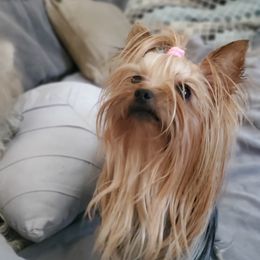 Candi - Yorkshire Terrier