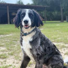 Buddy - Blue merle male Bernedoodle puppy in Youngstown, Florida from Wonderland’s Boujie Kennels