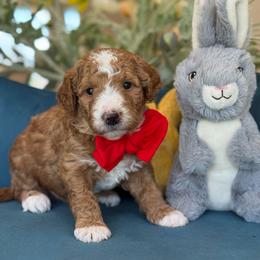 Loaf - Red  male Goldendoodle puppy in Yuciapa, California from AlltheDoodlez_