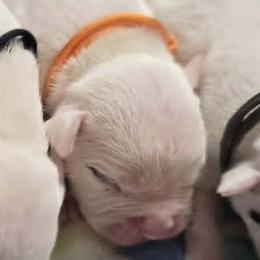 Macaron - White male American Bulldog puppy in Three Rivers, Michigan from Jemms Kennels