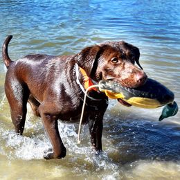 English Springer Spaniels and Labrador Retrievers from Three Doves