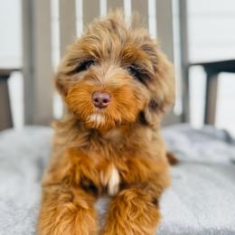 Bruno - Merle male Goldendoodle puppy in Auburn, Indiana from Martin’s Doodles