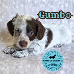 GUMBO - Piebald male Dachshund puppy in Columbia, Louisiana from Diamond 5R Ranch AKC & CKC Miniature Dachshunds