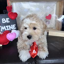 Lary - Cream male Maltipoo puppy in West Jordan, Utah from Mid Sized Maltipoos and More LLC