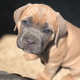Cane Corso Puppies from BURLAP N LACE CANE CORSO'S