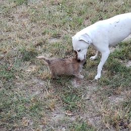Australian Terrier and Cairn Terrier Puppies from Cedar Forrest Terriers LLC (Cairns & Australian Terriers)