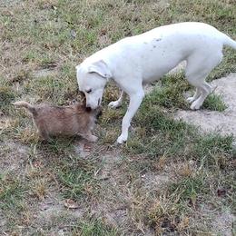 Australian Terrier and Cairn Terrier Puppies from Cedar Forrest Terriers LLC (Cairns & Australian Terriers)