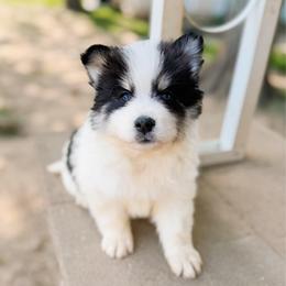 Bumble-Bee - Black and white male Pomsky puppy in Cleveland, Ohio from Lake Point Pomskies