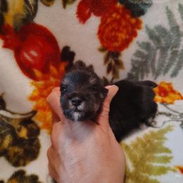 White girl - Black and silver female Miniature Schnauzer puppy in Mineola, Texas from Nikkis Minis