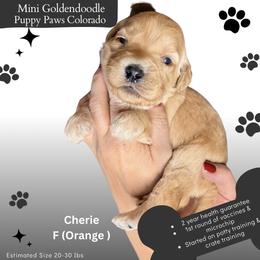 Cherie - Apricot female Goldendoodle puppy in Fort Lupton, Colorado from Puppy Paws Colorado