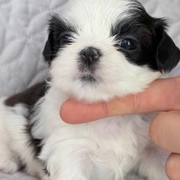 Bella Sultan's Star - Black and white female Shih Tzu puppy in Moore, South Carolina from Ganna's Shih Tzus