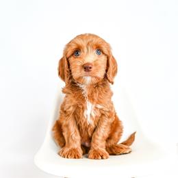 Brown - Red  male Goldendoodle puppy in Platteville, Wisconsin from Beck Kennel