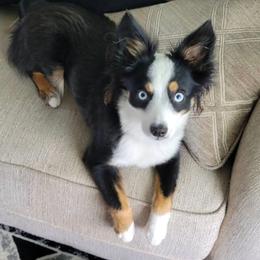 Ziggy - Miniature Australian Shepherd