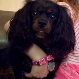 Violet - Black and tan female Cavalier King Charles Spaniel puppy in Greenvillle, South Carolina from Ellis Family Cavaliers