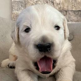 Golden Retrievers from Penny Farley's Golden Retrievers