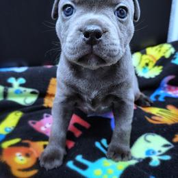 Ophelia - Blue female Staffordshire Bull Terrier puppy in Dallas, Texas from Wild Blue Staffords