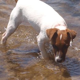 German Shepherds and Parson Russell Terriers from Loyalville