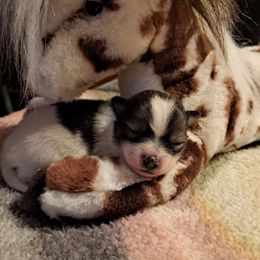 Girl 1 - Black parti female Pomeranian puppy in Lore City, Ohio from Tonia's Pomeranians