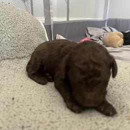 Girl 1 - Brown female Poodle puppy in St Augustine, Florida from St Augustine Poodles