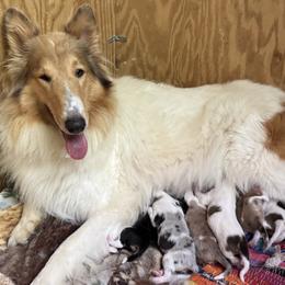 Collie puppies from Hedge Haven Farm