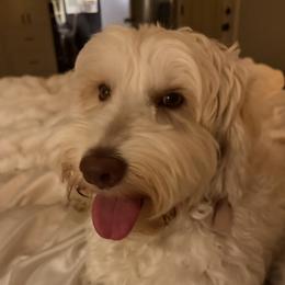 Haven - Labradoodle