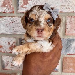 Kit Kat - Chocolate merle female Bernedoodle puppy in Richmond, Texas from Harper’s Heartbeats