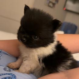 Moo moo - Black parti female Pomeranian puppy in Jackson, Tennessee from Little House Pomeranians