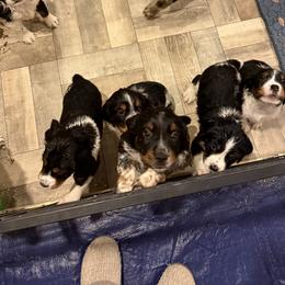 English Springer Spaniel Puppies from Stormin Pine and Prairie Springers
