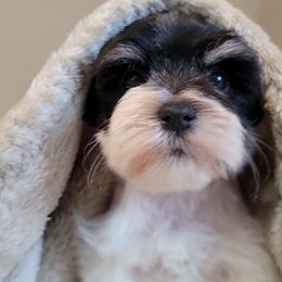 Clementine - Parti female Miniature Schnauzer puppy in Saratoga Springs, Utah from Happy Beard Schnauzers
