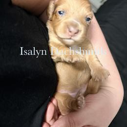 Strudel - Dapple female Dachshund puppy in Copperas Cove, Texas from Isalyn Dachshunds