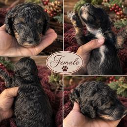 Funky - Black female Poodle puppy in Athens, Tennessee from Paws & Kisses
