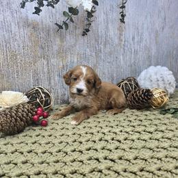 Humboldt - Red  male Goldendoodle puppy in Floyd, Virginia from Hearts and Paws Poodles and Doodles