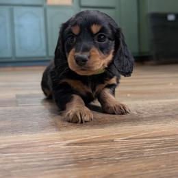 Turnip Green - Black and tan female Dachshund puppy in Spring Hope, North Carolina from Hogan’s Lowrider Hounds