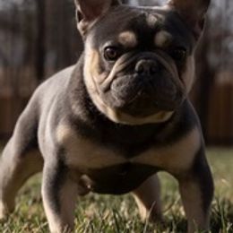French Bulldogs from High Sierra Frenchie's