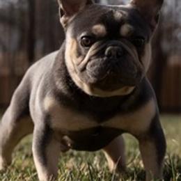 French Bulldogs from High Sierra Frenchie's
