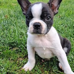 Boston Terrier Puppies from Kingston Boston Terriers