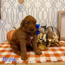 Blue male - Red  male Goldendoodle puppy in Haughton, Louisiana from Bailey’s Cajun Canines