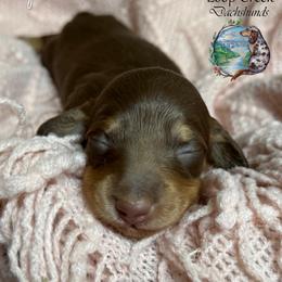 Puppy 7 - Dapple female Dachshund puppy in Fayetteville, West Virginia from Loop Creek Dachshunds