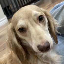 Harper - Dachshund