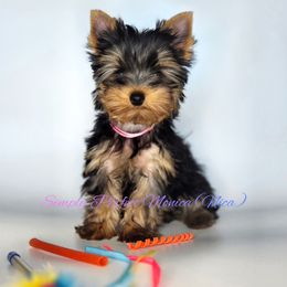 Nica - Blue and gold female Yorkshire Terrier puppy in Morgan Hill, California from Simply Perfect Yorkies
