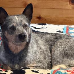 Australian Cattle Dogs from Selway Australian Cattle Dogs