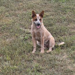 Australian Cattle Dog Puppies from By Design ACD