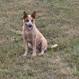 Australian Cattle Dog Puppies from By Design ACD