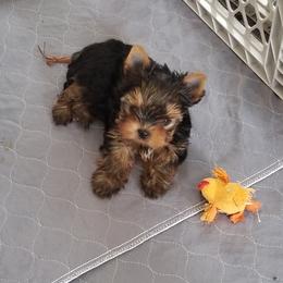 Yorkshire Terrier Puppies from Luxe Yorkshire Terriers