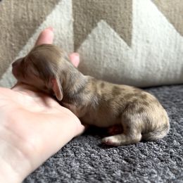 Gretchen - Dapple female Dachshund puppy in California from Ranch Hand Weenies
